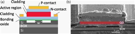 Avalanche Photodiodes On Silicon Photonics