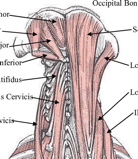 Posterior Neck Muscle Anatomy