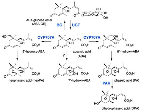 Aba Metabolism And Homeostasis In Seed Dormancy And Germination