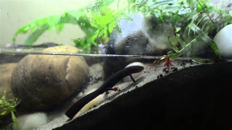 Paludarium With Fire Belly Newts Updated Youtube