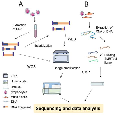 Next Generation Sequencing Schematic