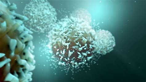 The Structure and Function of the Thymus