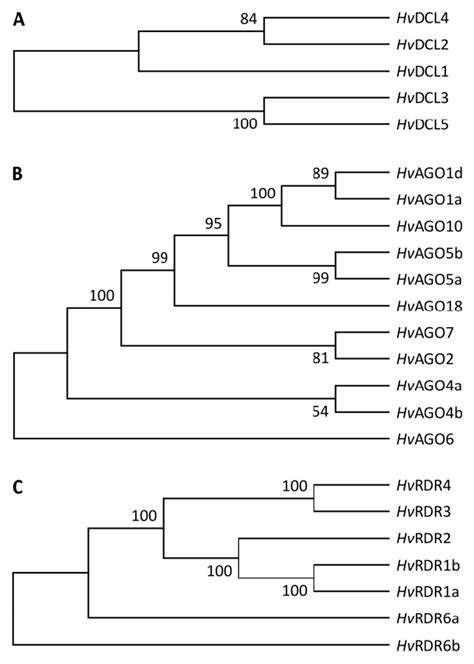 Phylogenetic Relationship Of The Predicted Barley DCL A AGO B And