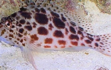 Spotted Hawkfish - Hawkfish - Cirrhitichthys aprinus | Tank Facts