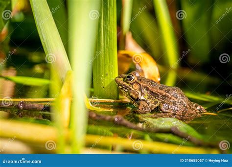 One Pool Frog Is Swimming In The Vegetation Area Pelophylax Lessonae