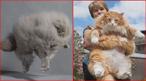 Fluffiest Cats In The World Which Everybody Wants To Have