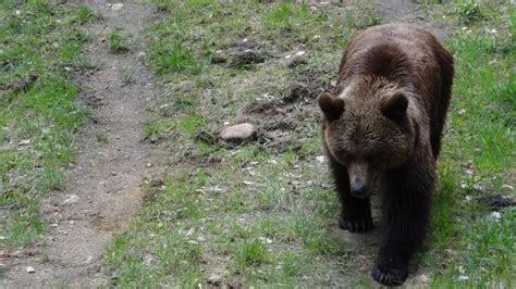 ヒグマに出会ってしまったら？過去のデータから読み解くヒグマへの対処法 Greenfield（グリーンフィールド）