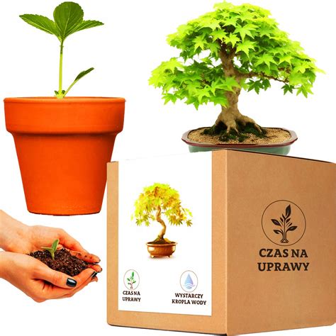 Zestaw Do Uprawy Drzewko Bonsai Klon Palmowy 13553373624 Allegro Pl