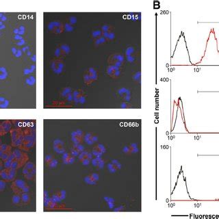 Expression Of Cd Cd B Cd Mpo Cd And Cd In G Freshly