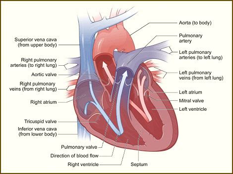 How the Heart Works – Interior View — Keith Ahrens