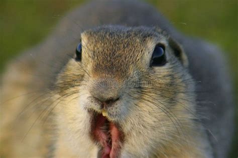 Funny Gopher Face. A gopher making a funny face with his mouth open # ...