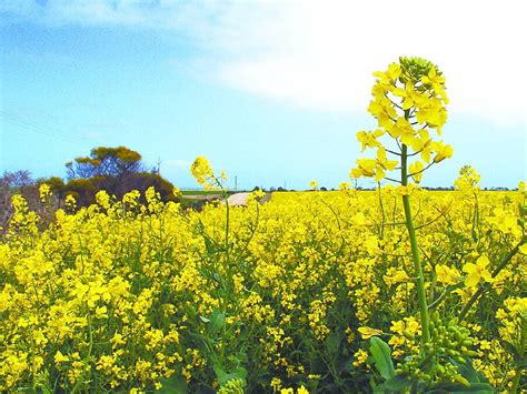 Eu Canola Options Narrow To Deliver Price Gains The Land Nsw