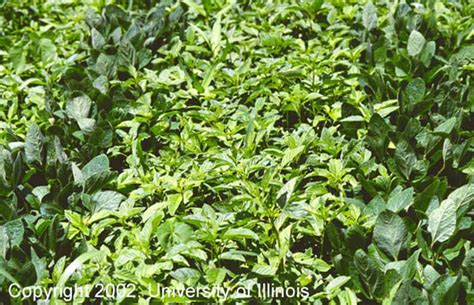 Extension & Outreach :: Crop Sciences Department :: College of ACES, University of Illinois