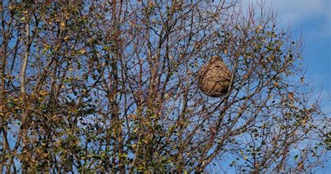 Procédure de destruction des nids de frelon asiatique en Wallonie