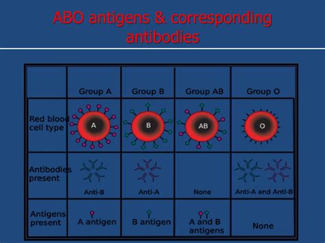 Ppt Abo And Rh Blood Group Systems Powerpoint Presentation Free