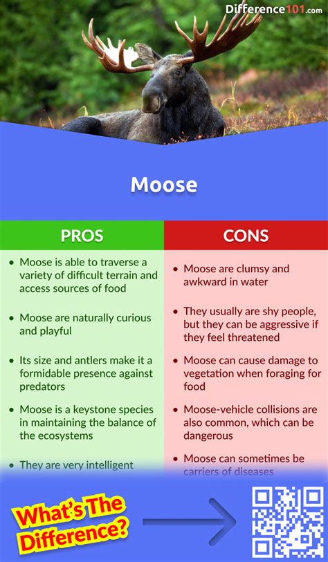 Moose vs. Elk: 5 Key Differences, Pros & Cons, Similarities ...