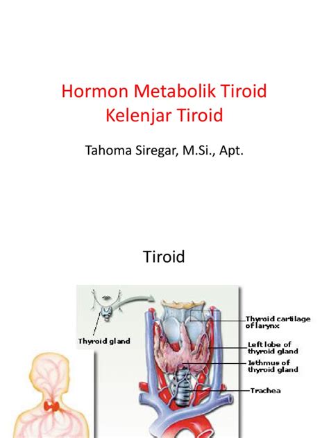 kuliah  kelenjar tiroid