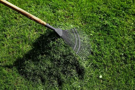 How And Why To Dethatch A Lawn