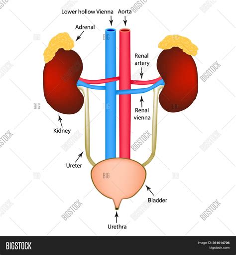 Structure Kidneys Image And Photo Free Trial Bigstock