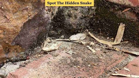 Only 1% Hawk Eyed Can Spot The Snake Within 7 Seconds!