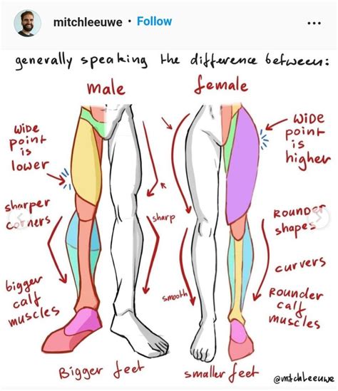 Anatomy Instruction Leg Anatomy Drawing Legs Anatomy Tutorial