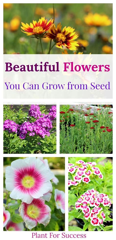 There Are Tons Of Beautiful Flowers You Can Grow From Home Seed