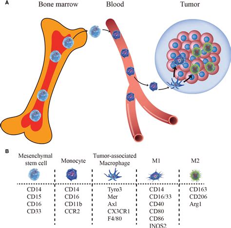 Frontiers The Role Of Macrophages Mediated Communications Among Cell