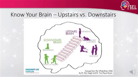 Upstairs Downstairs Brain Youtube