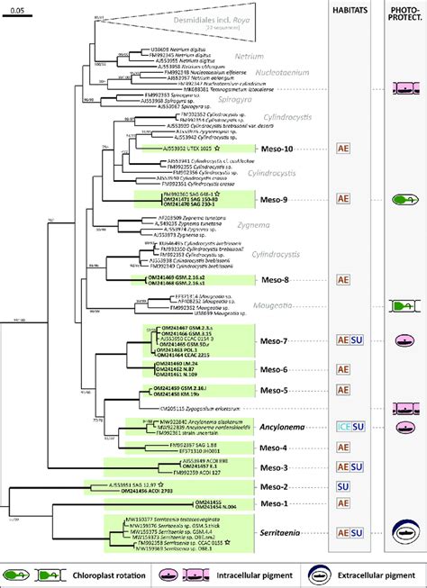 Maximum Likelihood Phylogeny Of The Zygnematophyceae Inferred From Rbcl