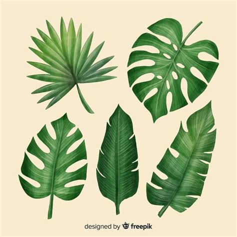 Free vector realistic tropical leaf collection – Artofit