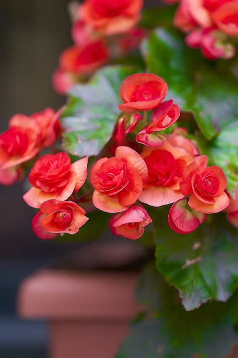 Begonia Elatior Como Cuidar - Begônia elatior: como cuidar da planta que floresce no inverno