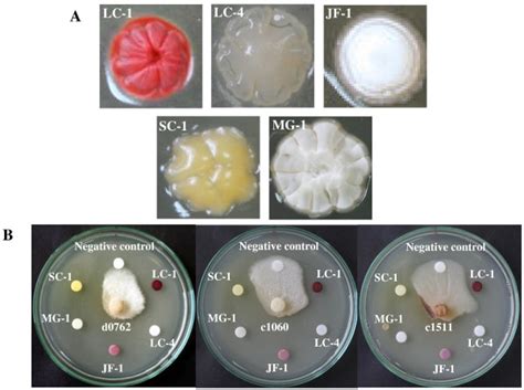 Colony morphology of five selected Streptomyces isolates (strains LC-1,... | Download Scientific ...