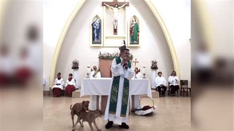 Graciosa Reacci N De Cura Al Ver A Dos Perros Apare Ndose En Plena Misa