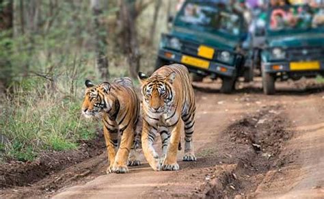 Jeep Safari In Tadoba Tadoba Online Jeep Safari Booking