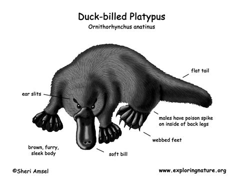 Platypus (Duck-billed)