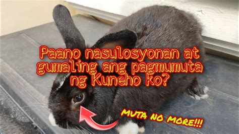 Paano Napagaling Ang Pagluluha O Pagmumuta Ng Mata Ng Rabbit Youtube