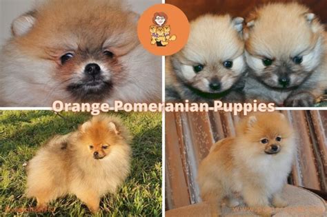 Orange Pomeranians, Red and Orange Sable Pomeranians