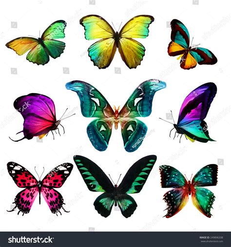 Different Color Butterflies Stock Photo 249896338 Shutterstock