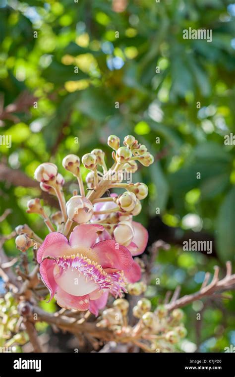 Plantas Medicinales Exoticas Fotograf As E Im Genes De Alta Resoluci N