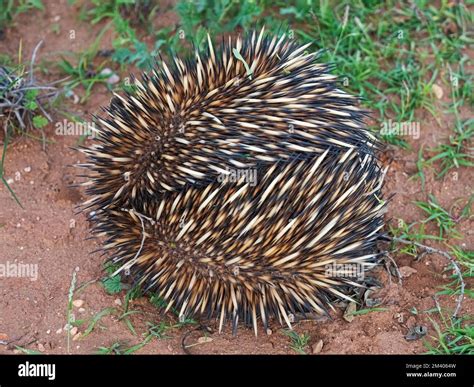 Short Beaked Echidna Tachyglossus Aculeatus In The Bush Cape Range