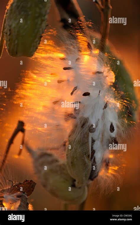 Plant Seed Dispersal Milkweed Hi Res Stock Photography And Images Alamy