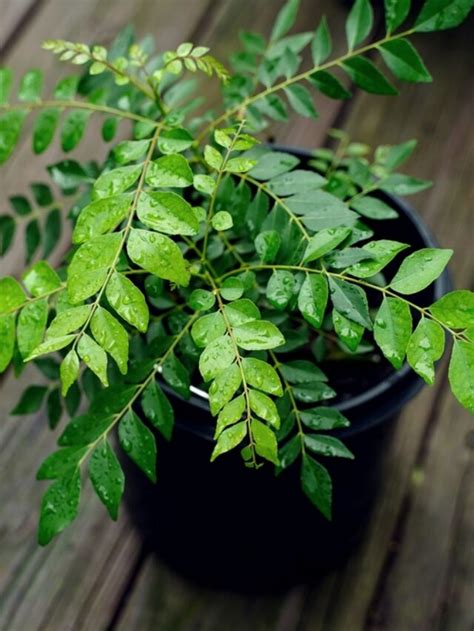 Grow Delicious Curry Leaves At Home Organicbazar Blog