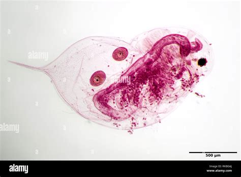 Daphnia with two eggs (stained) under the microscope Stock Photo - Alamy