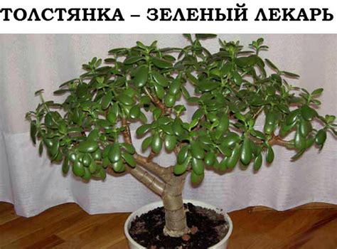 Полезные свойства толстянки