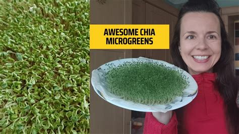 Easy Guide To Growing Chia Microgreens At Home Youtube