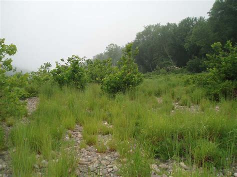 Big Bluestem Indian Grass Floodplain Grassland Summary Pennsylvania