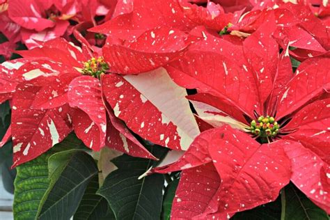 Top 5 Poinsettia Plant Varieties Fairview Garden Center