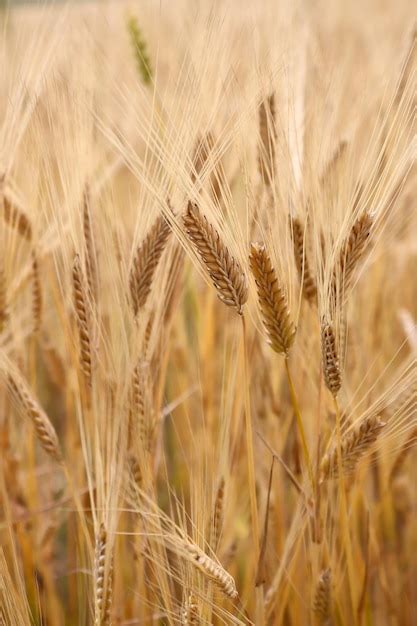 El Campo De Trigo Las Orejas De Trigo Dorado De Cerca La Cosecha Rica