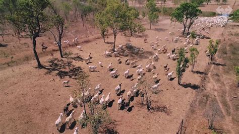 The Live Cattle Export Journey Mustering Cattle At Wrotham Park