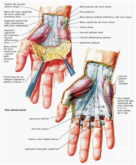 FisioRiab La Mano Articolazione E Legamenti Articolo Approfondito